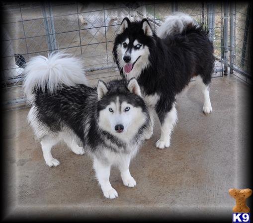 siberian husky puppy posted by Beverly McHargue